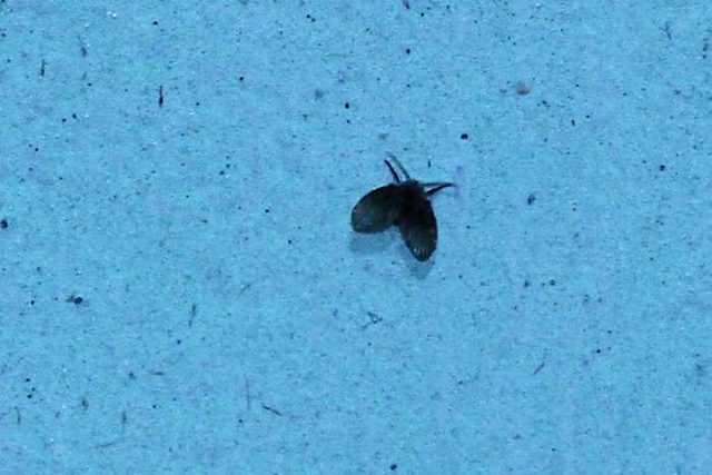 When these pesky little black bugs appear in your home, you should…