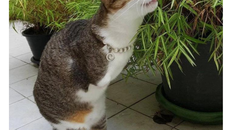 El gato de dos patas causó revuelo en las redes sociales