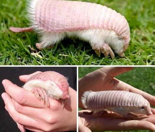 The Pink Fairy Armadillo You Won’t Believe Exists!