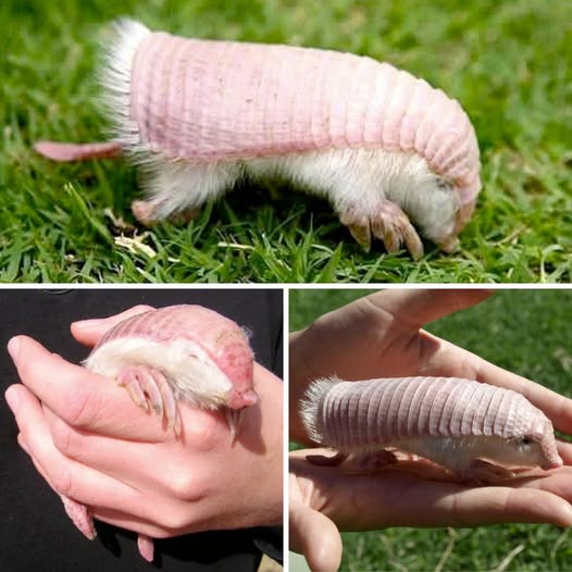 The Pink Fairy Armadillo You Won’t Believe Exists!