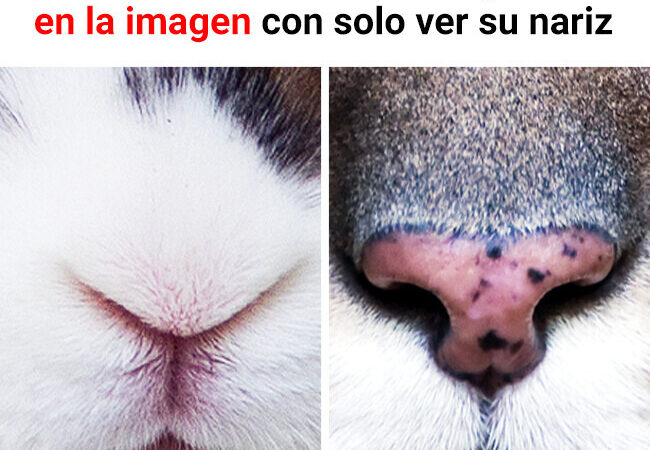 Te desafiamos a que solo unos pocos puedan identificar al animal en la imagen solo con ver su nariz.