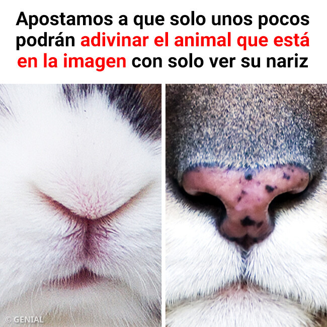 Te desafiamos a que solo unos pocos puedan identificar al animal en la imagen solo con ver su nariz.