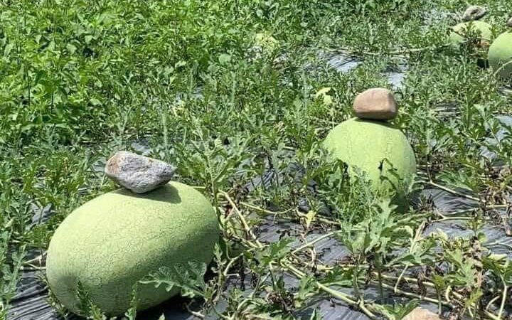 ¿Por qué la gente tiene que poner una piedra encima de una sandía?