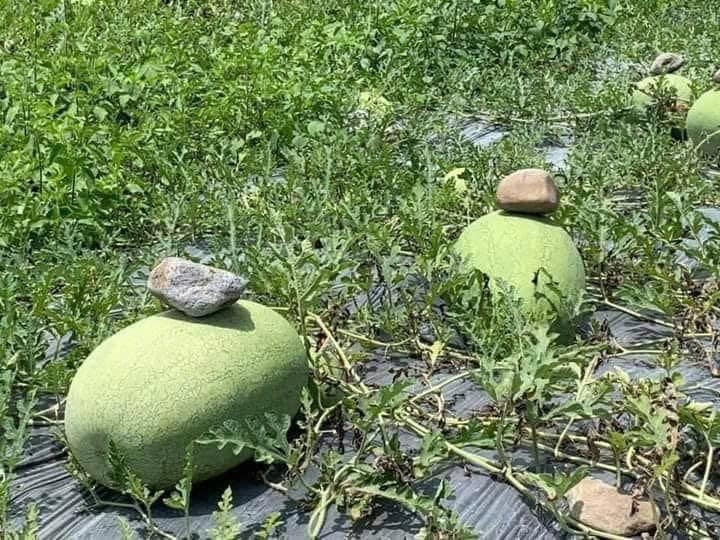 ¿Por qué la gente tiene que poner una piedra encima de una sandía?