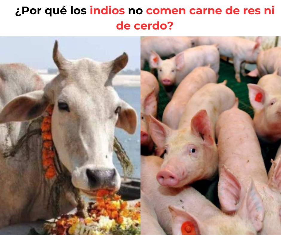 ¿Por qué los indios absolutamente no comen carne de res y cerdo?