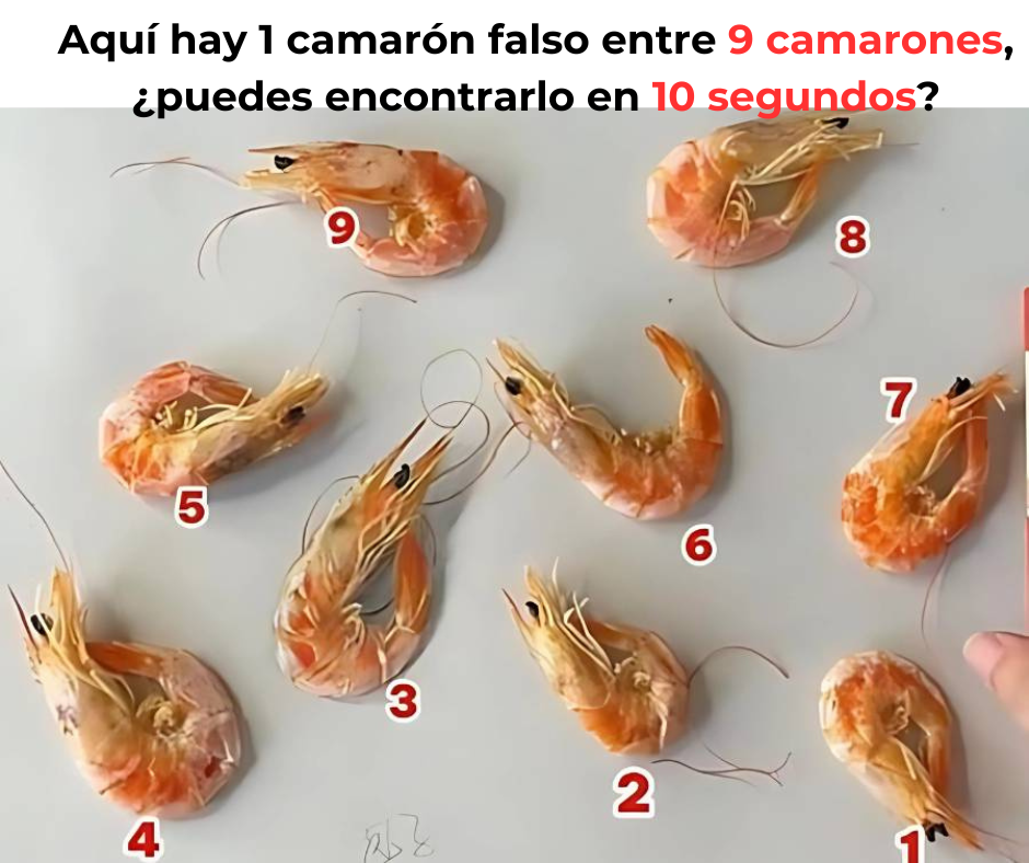 Aquí hay 1 camarón falso entre 9 camarones, ¿puedes encontrarlo en 10 segundos?