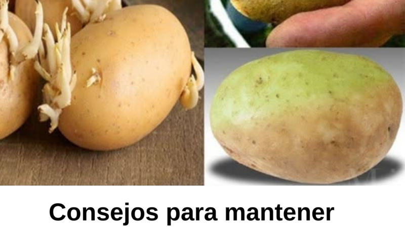 Consejos para mantener las patatas frescas y evitar que broten