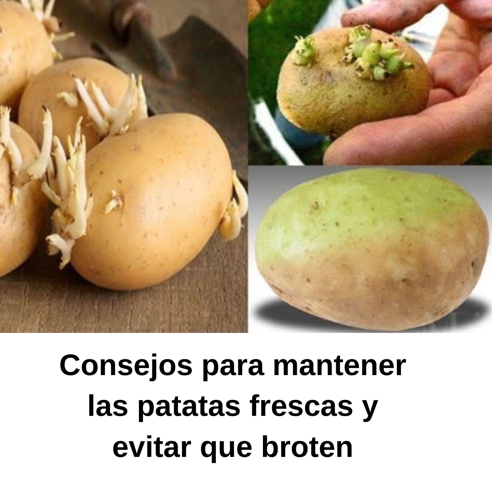 Consejos para mantener las patatas frescas y evitar que broten