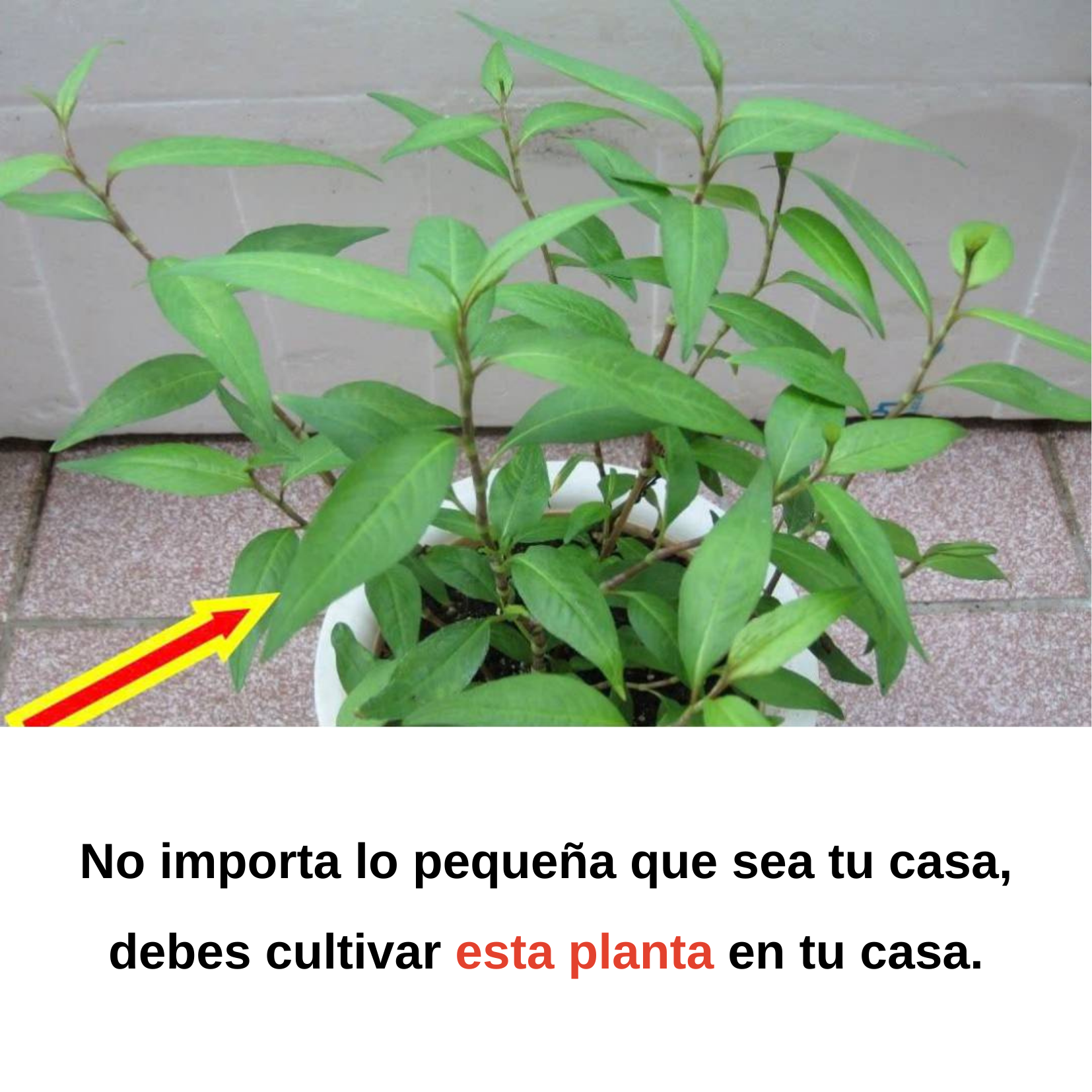 No importa lo pequeña que sea tu casa, debes cultivar esta planta en el interior.