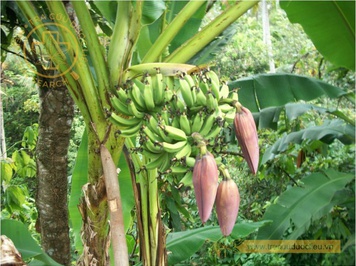 Evite plantar estos tres árboles frente a su casa para evitar de:udas y problemas