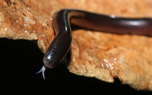 Serpiente gusano: ¡la serpiente que parece una lombriz de tierra!